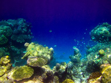 Under water world at Maldives clipart