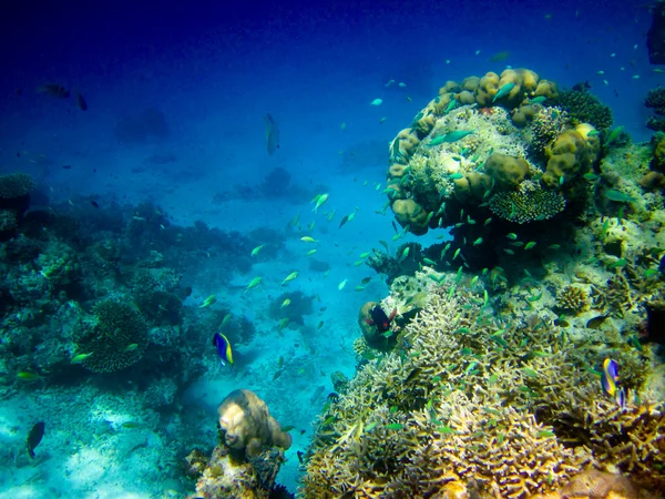 Под водой на Мальдивах — стоковое фото