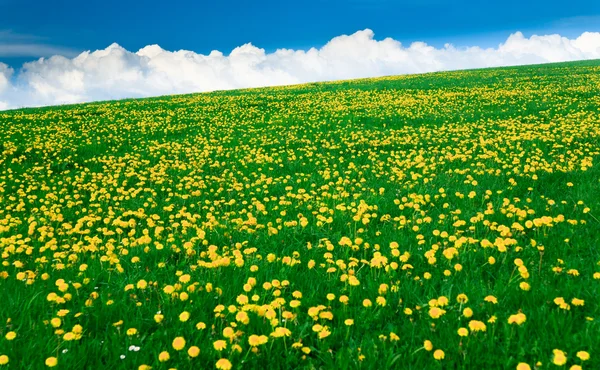 春天风景-绿色的田野、 蓝蓝的天空 — 图库照片