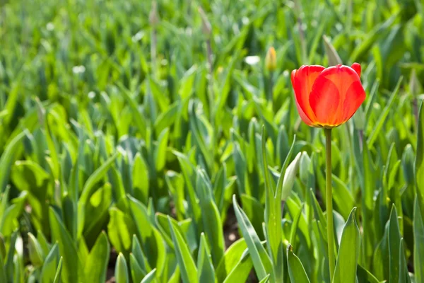 stock image Spring tulips impregnated by the sun