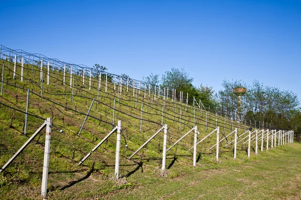 Sistema de riego de viñedos —  Fotos de Stock