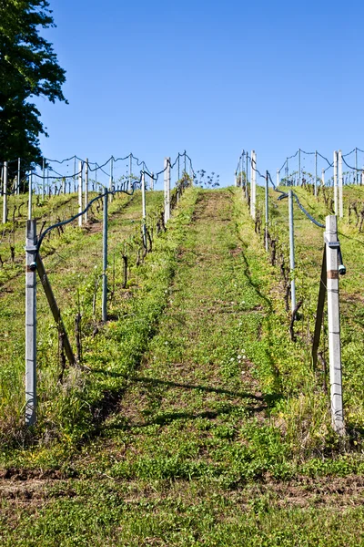 葡萄园灌溉系统 — 图库照片