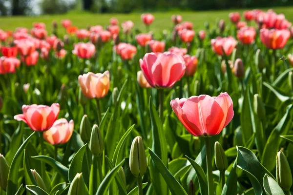 Tulipes printanières imprégnées par le soleil — Photo