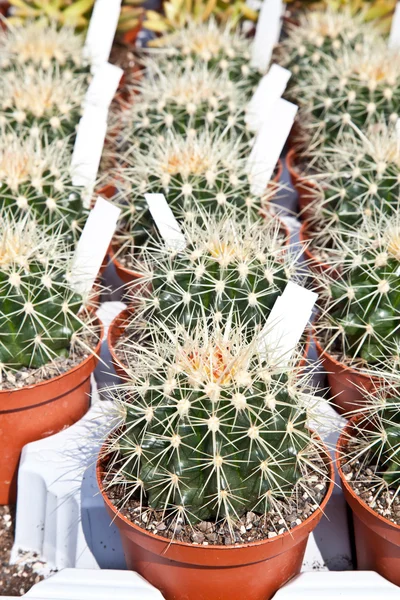 Kaktus växter — Stockfoto