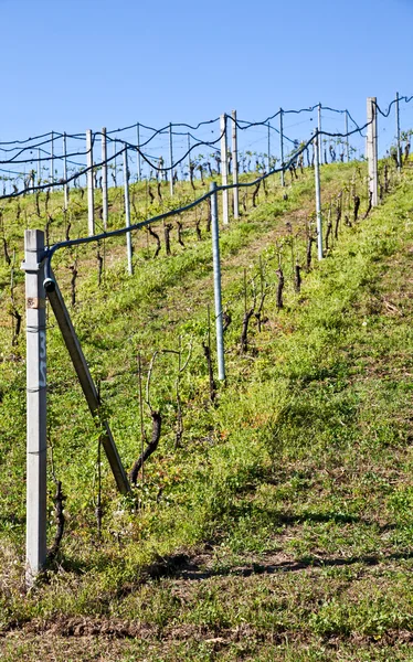 Système d'irrigation des vignobles — Photo