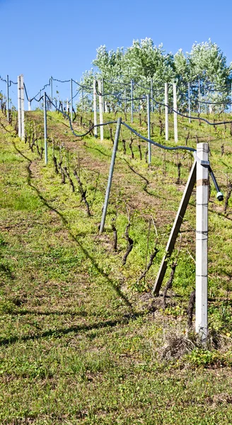 Sistema de irrigação da vinha — Fotografia de Stock