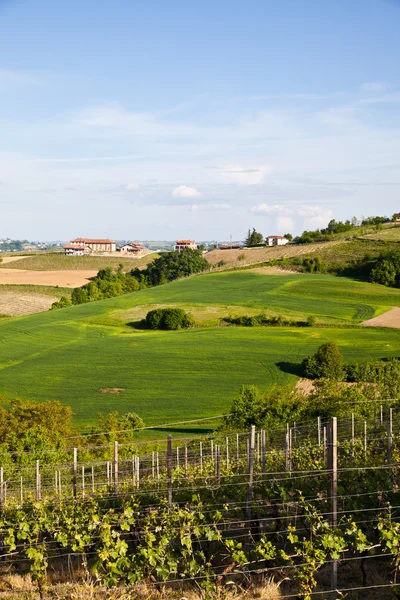 Viña italiana: Monferrato — Foto de Stock