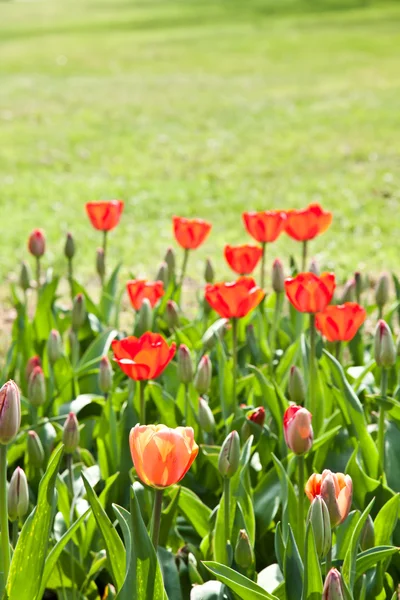 Våren tulpaner impregnerade av solen — Stockfoto