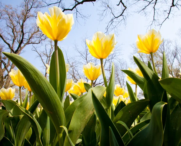 Tulips - Jaap Groot varieties — Stock Photo, Image