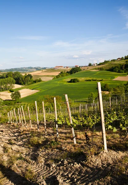 Olasz szőlő: Monferrato — Stock Fotó