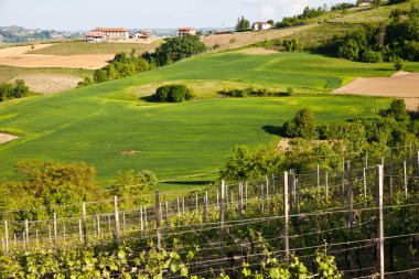 İtalyan bağ: Monferrato