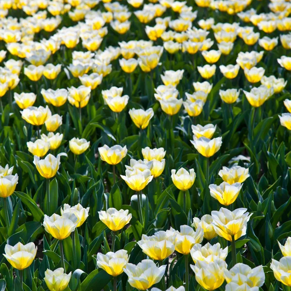 Tulipes - Jaap Groot variétés — Photo