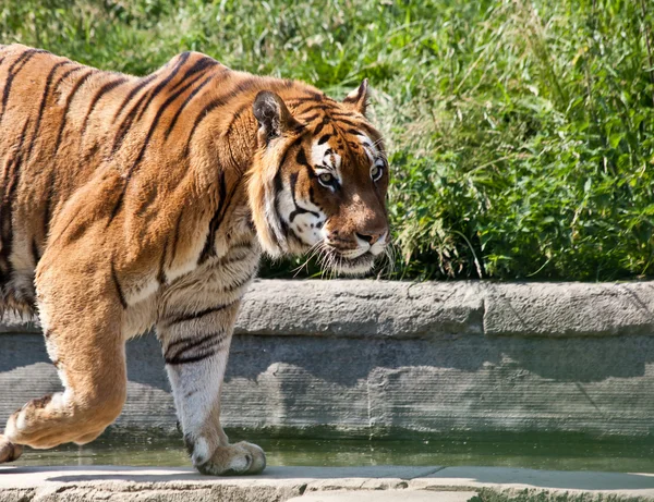 stock image Walking tiger (Panthera Tigris)