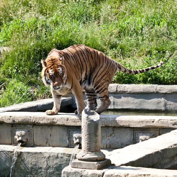 stock image Walking tiger (Panthera Tigris)