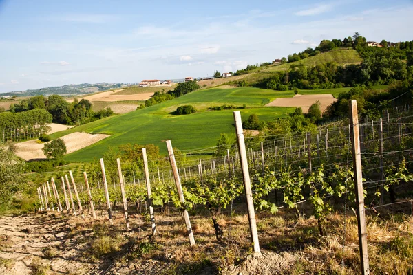 Італійський виноградника: регіоні Монферрат — стокове фото