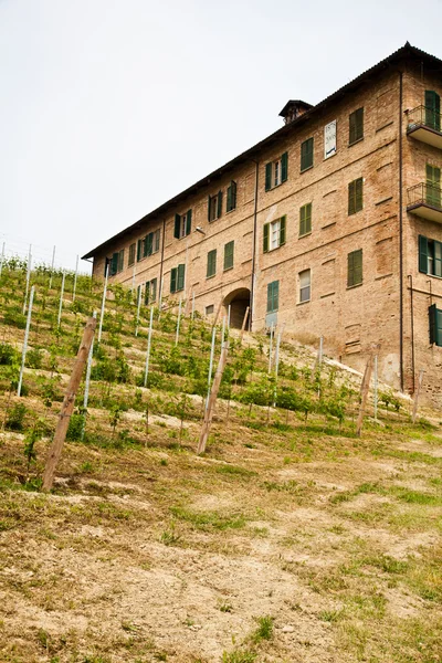 Итальянский виноградник - Monferrato — стоковое фото