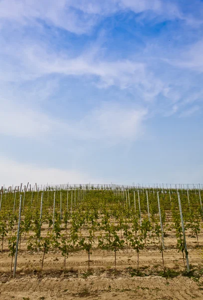 Виноградник Барбера - Италия — стоковое фото
