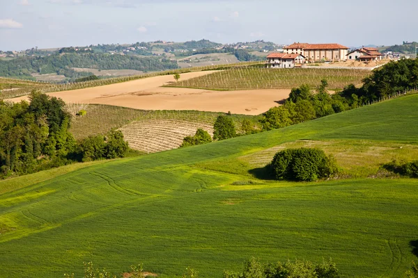 Italienischer Weinberg: monferrato — Stockfoto