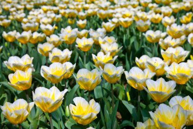 Tulips - Jaap Groot varieties clipart