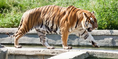 Kaplanı (Panthera Tigris yürüyüş)