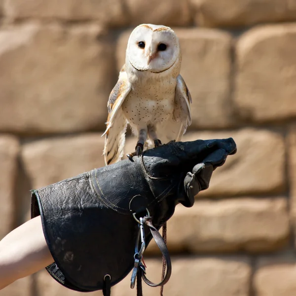 Barn Owl (Tyto Alba) — Stock Photo, Image