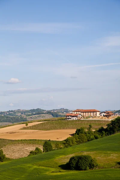 stock image Italian vineyard: Monferrato