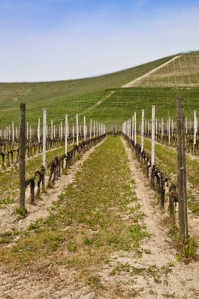 Barbera vinice - Itálie — Stock fotografie