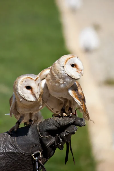 Barn Owl (Tyto Alba) — Stock Photo, Image