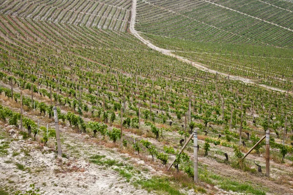 Barbera vineyard - Olaszország — Stock Fotó