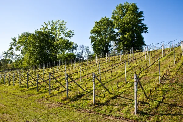 Sistema de riego de viñedos — Foto de Stock