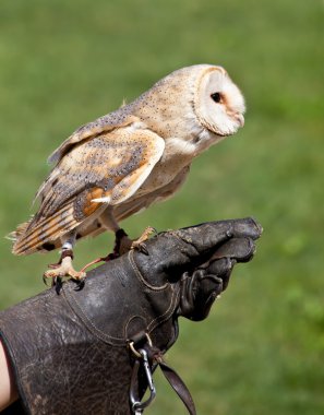 peçeli baykuş (tyto alba)