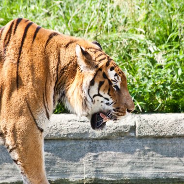 Kaplanı (Panthera Tigris yürüyüş)