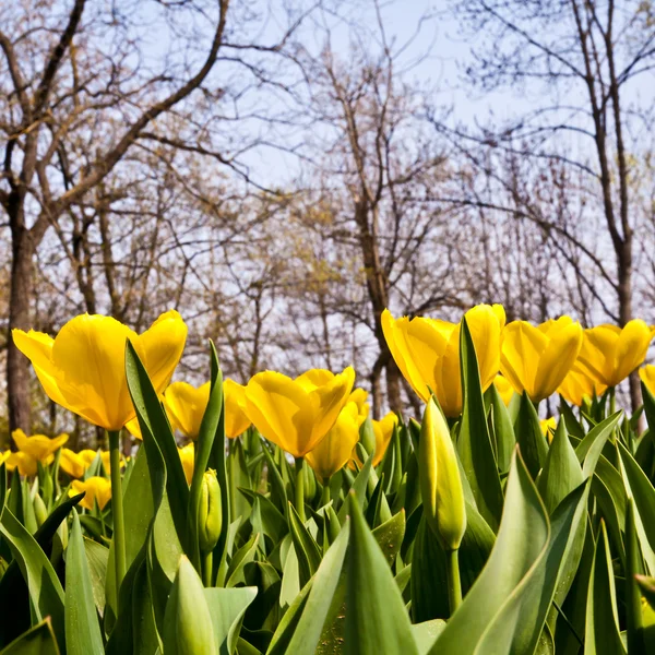 Tulips - Golden varietie — Stock Photo, Image