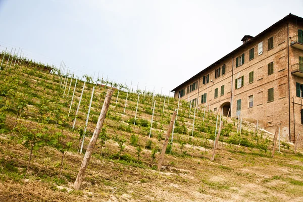 Italienska vingård - monferrato — Stockfoto