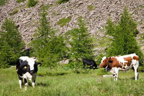 Kor och italienska Alperna — Stockfoto