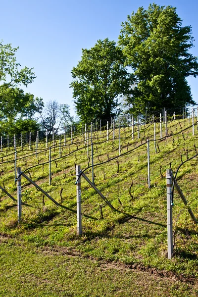 Wijngaard irrigatiesysteem — Stockfoto