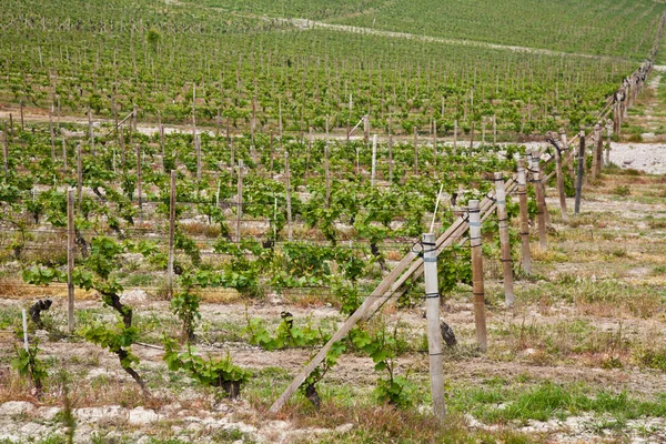 Barbera vineyard - Italy — Stock Photo, Image