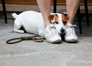 sevimli köpek koruma için arıyorsunuz