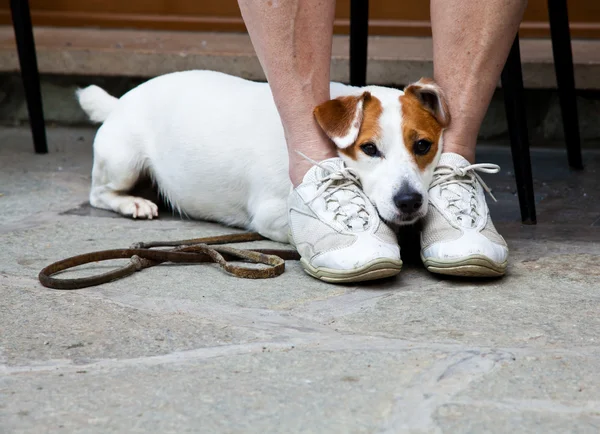 Cute dog looking for protection