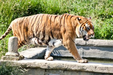 Kaplanı (Panthera Tigris yürüyüş)