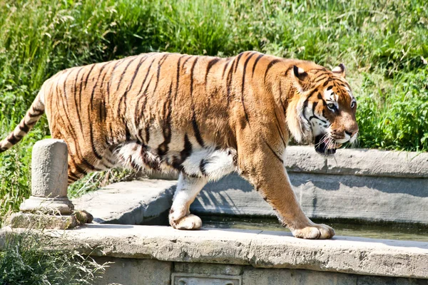 Stock image Walking tiger (Panthera Tigris)