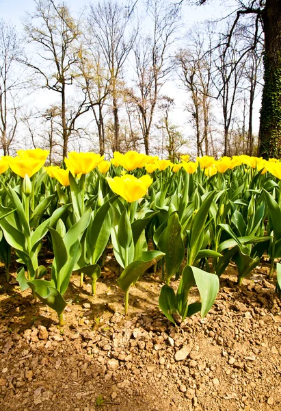 Тюльпаны - Золотой сорт — стоковое фото