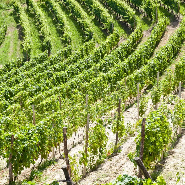 Italië - Italiaanse regio Piëmont. Barbera wijngaard — Stockfoto
