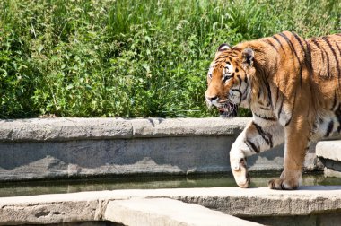 Kaplanı (Panthera Tigris yürüyüş)