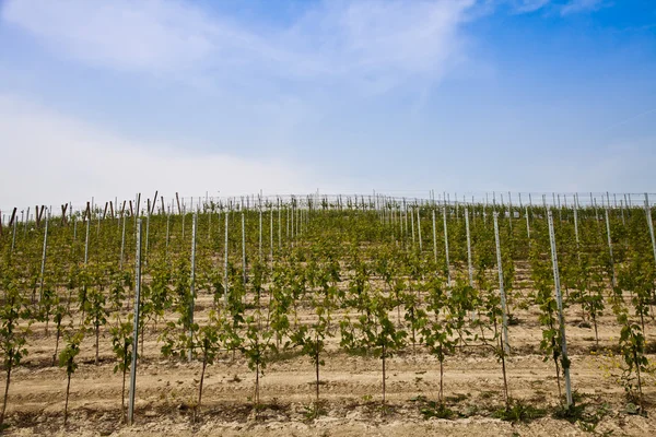 Barbera vineyard - Italy — Stock Photo, Image
