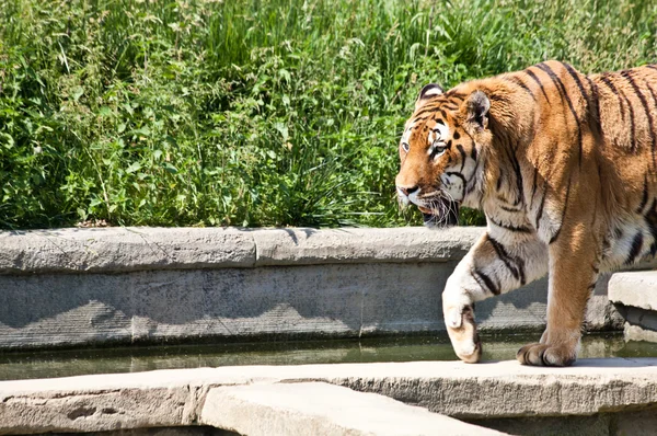 stock image Walking tiger (Panthera Tigris)