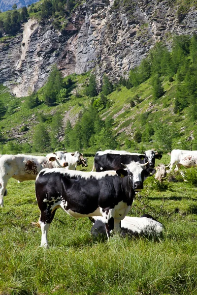 Vacas e Alpes Italianos — Fotografia de Stock