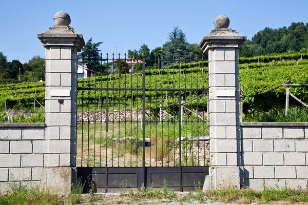 stock image Italian charming villa in vineyard