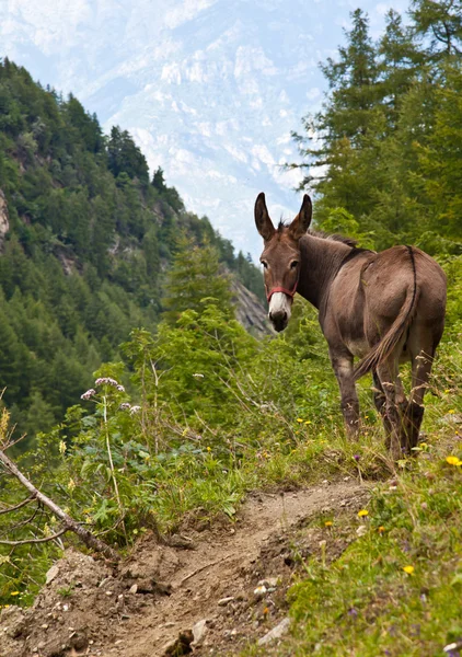 Esel auf den italienischen Alpen — Stockfoto