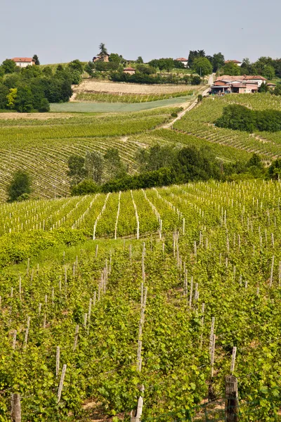 Barbera vineyard - Italië — Stockfoto